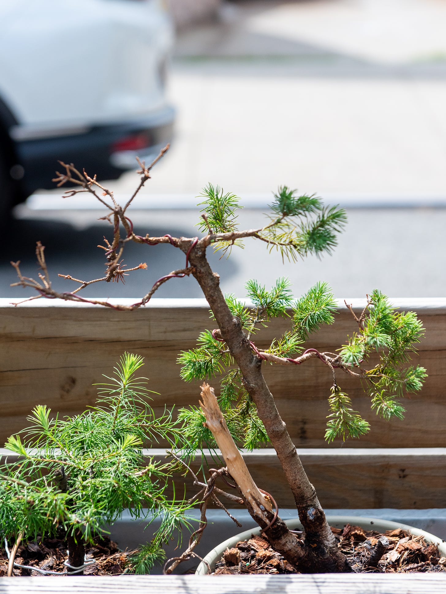 ID: Dwarf alberta spruce bonsai, looking rough