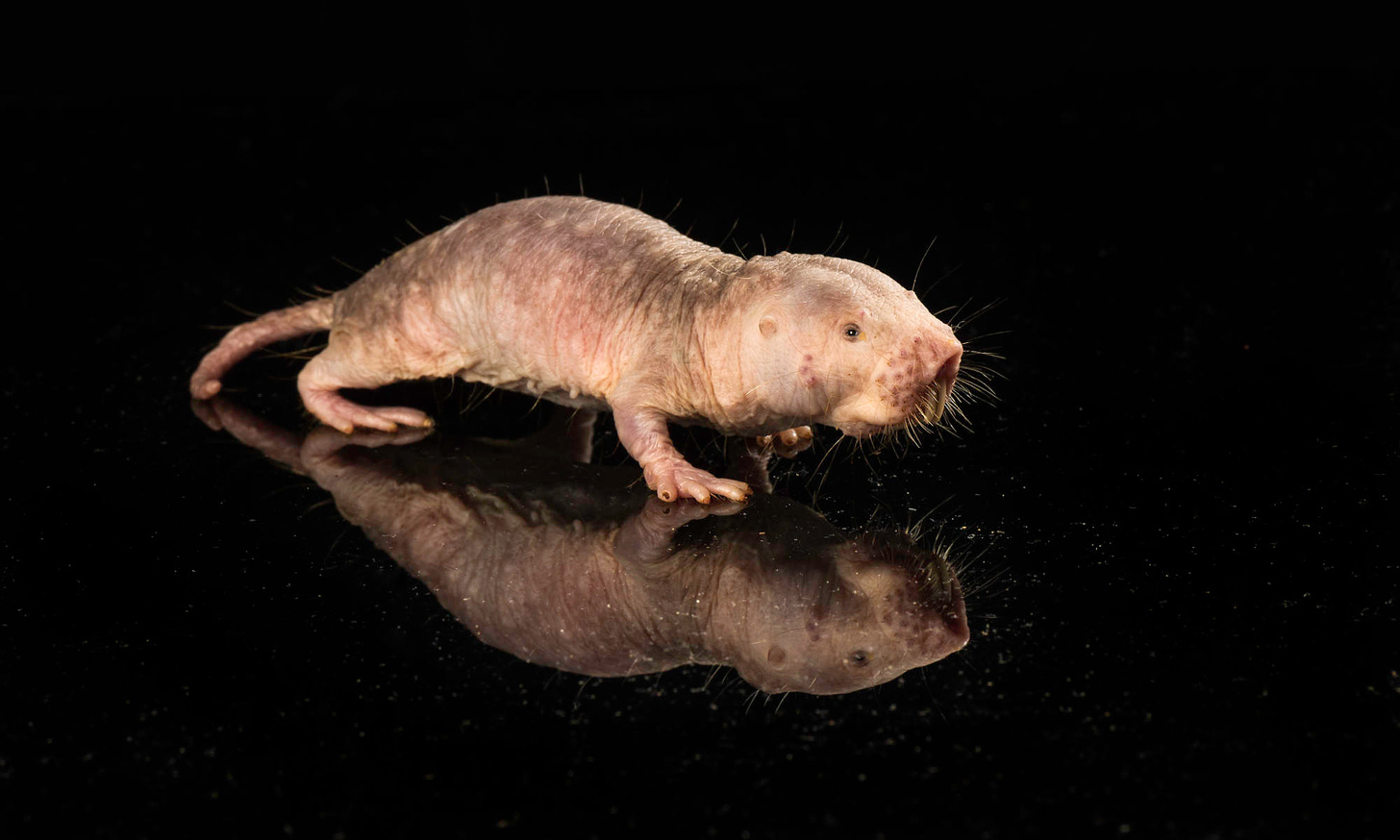 naked mole rat against a black background. The successful transfer of a naked mole rat's gene that produces HMW-HA to a mouse extends the mouse's lifespan.