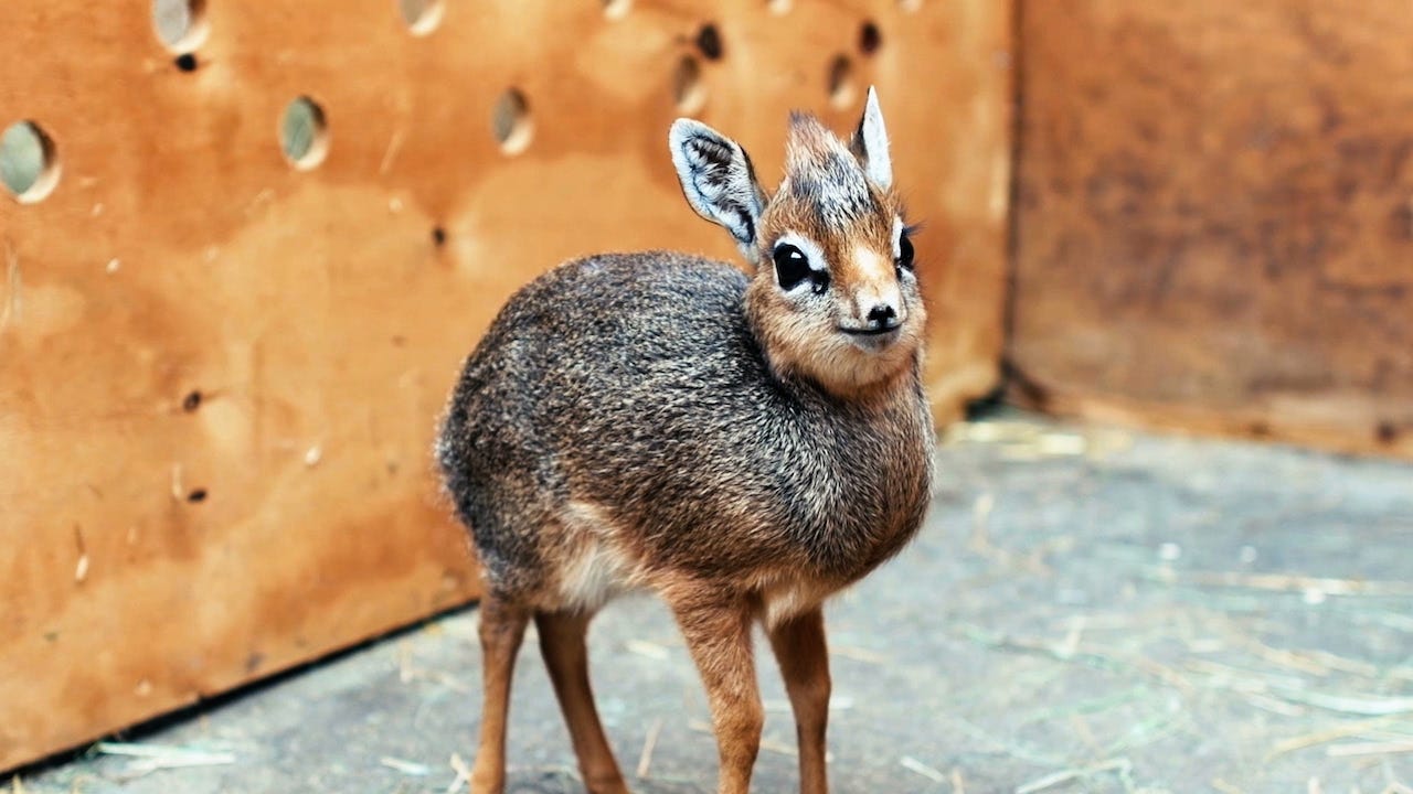 Adorable Baby Dik-Dik Antelope Is Only 19cm Tall: ZooBorns - YouTube