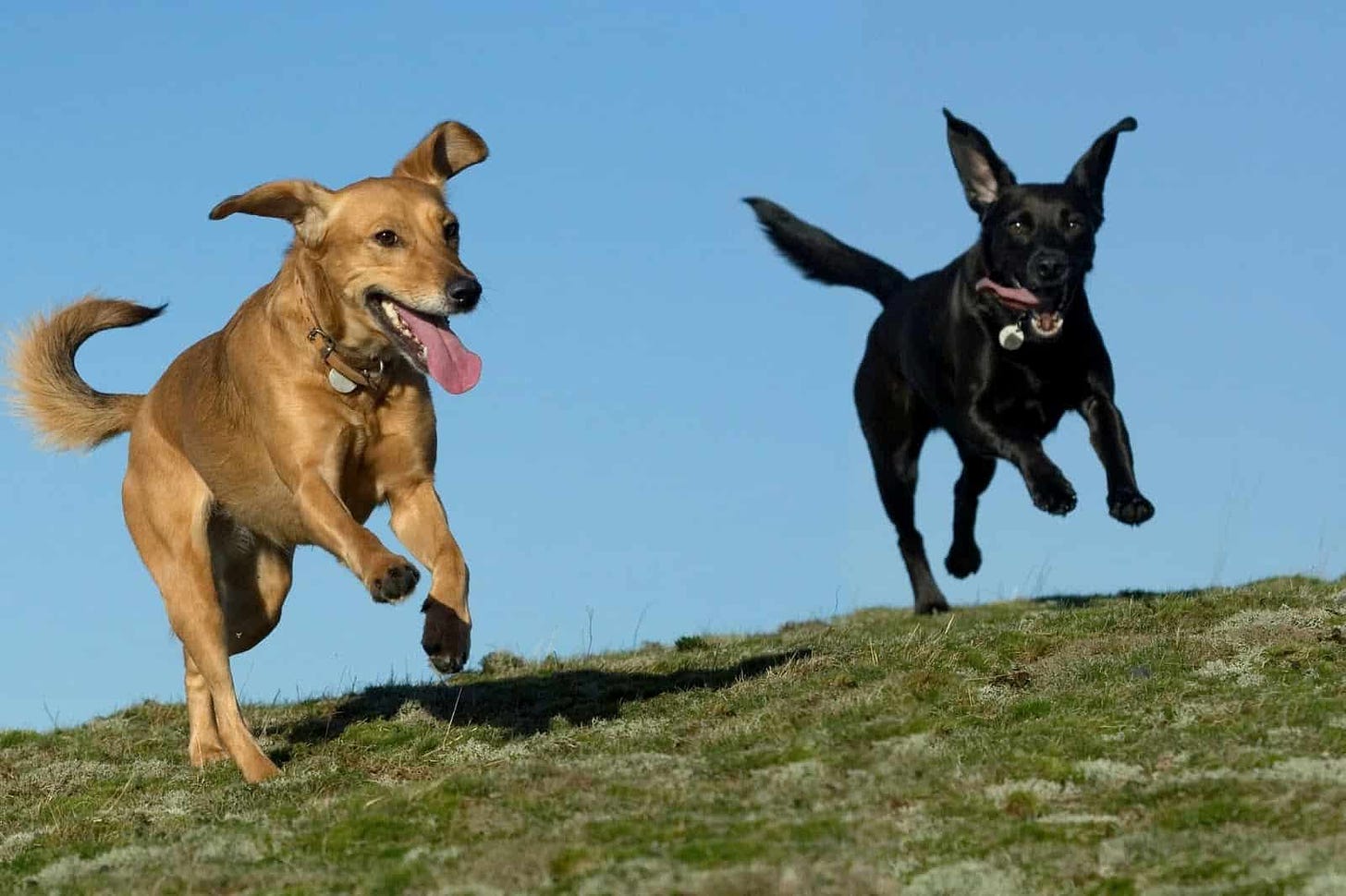 dogs-running-in-grass | DOG GUARD