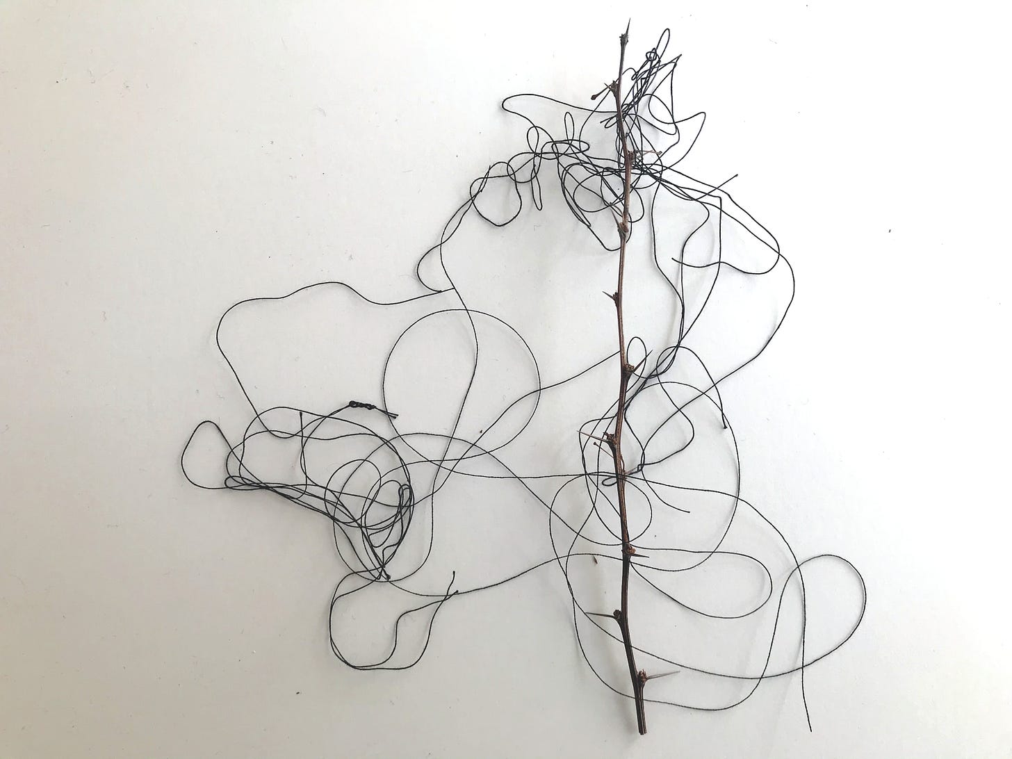 Swirls of black thread are tangled with a delicate thorned twig against a white background.