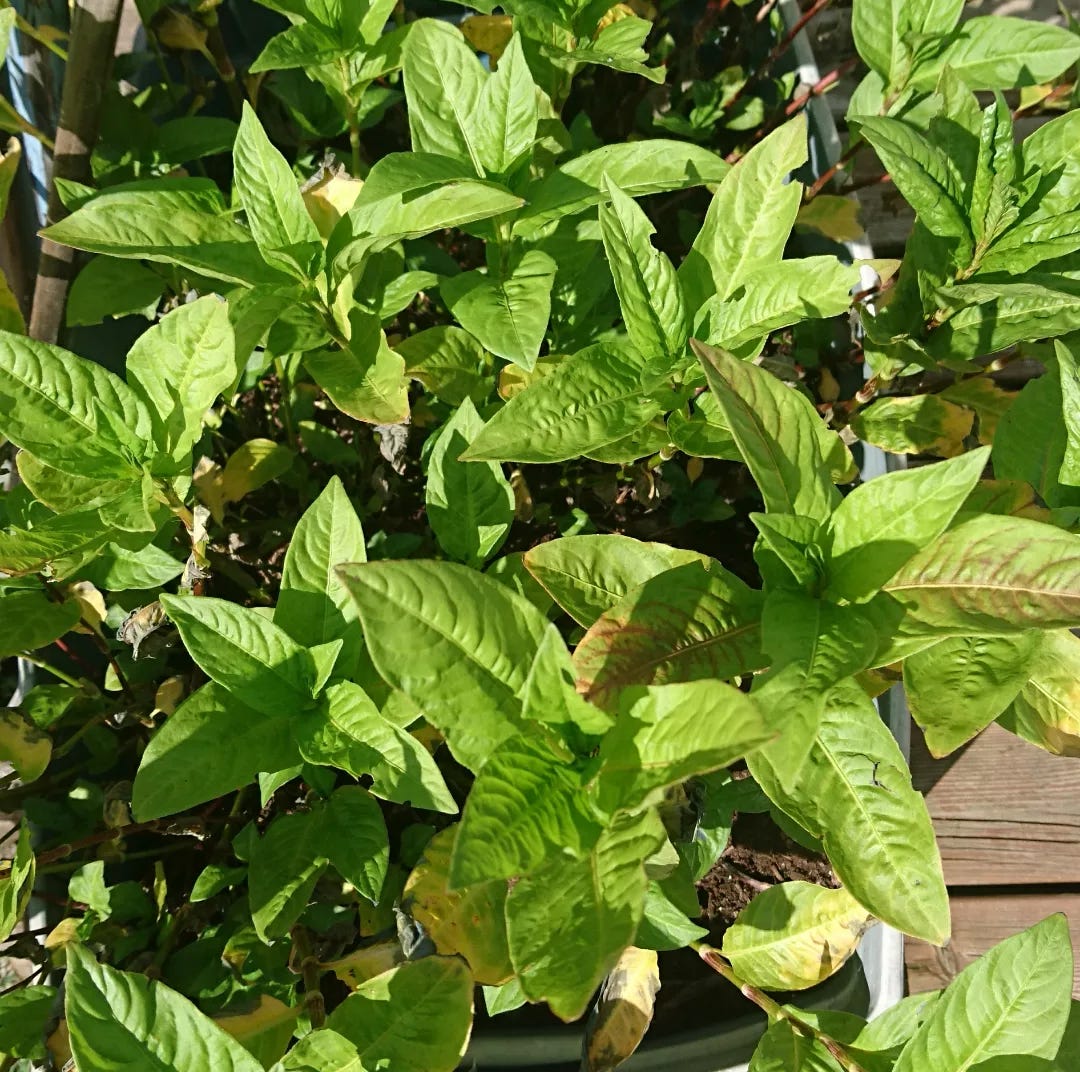 yellow green indigo leave show signs of stress their edges curling upwards from a lack of water and end of their lifespan. 