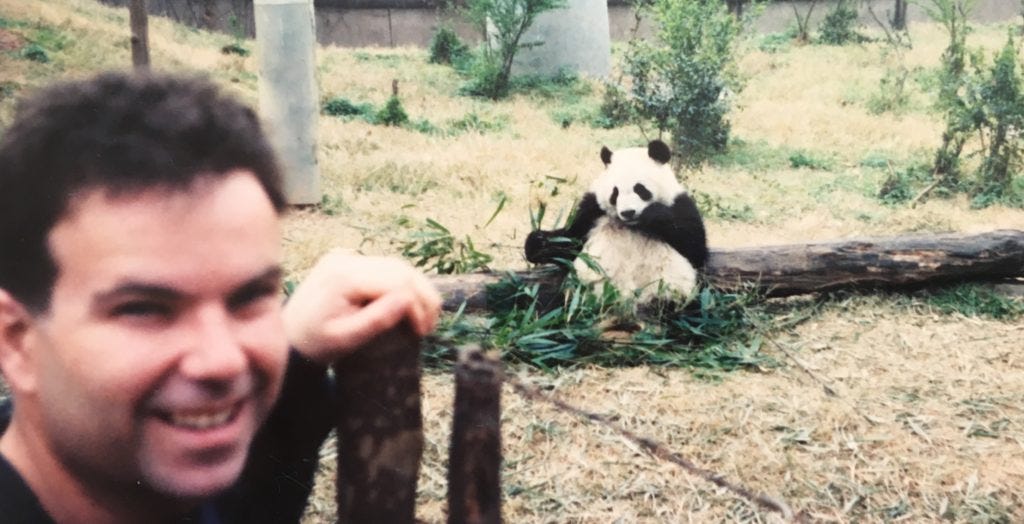 Panda Bears Chengdu China