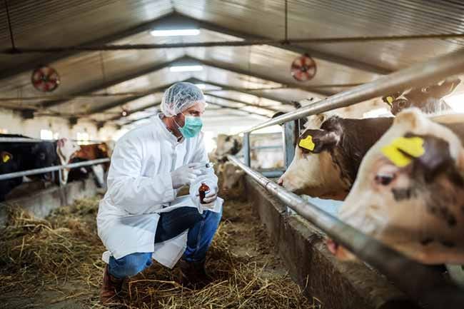 bird flu spread from poultry to cattle to humans