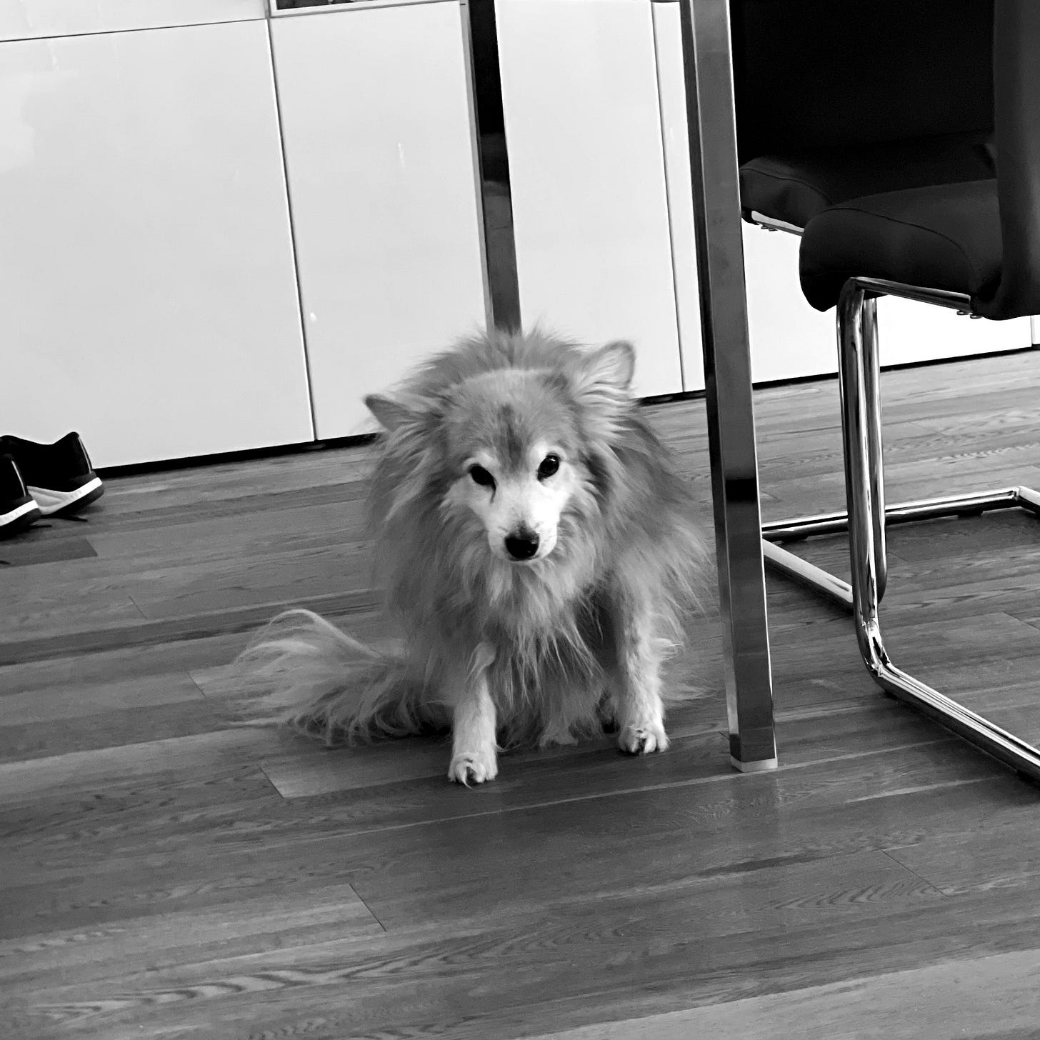 Dexter staring in B&W