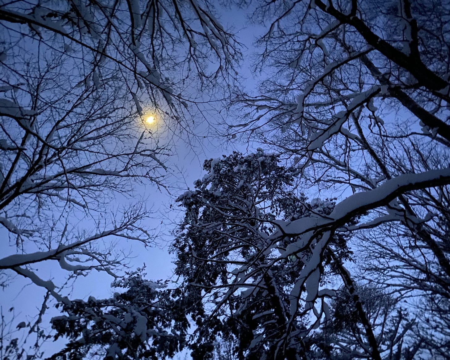 Winter night sky looking through the snowy trees at the full moon.