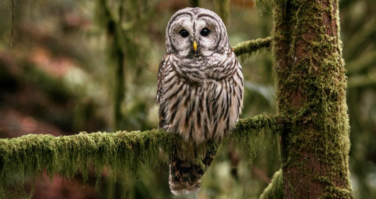 Barred Owl Life History, All About Birds, Cornell Lab of Ornithology