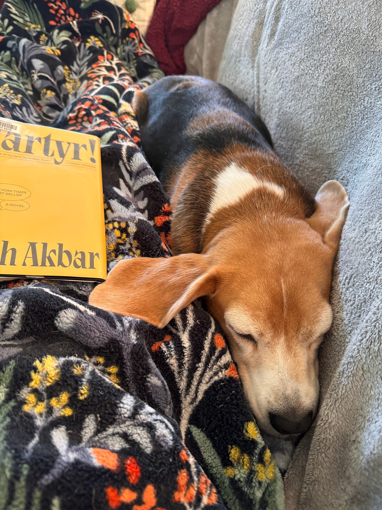 A snoozing beagle snuggles on a couch beside a blanket, a hardcover copy of Kaveh Akbar's Martyr! in the foreground. The novel is bright yellow with black text across the top and bottom.