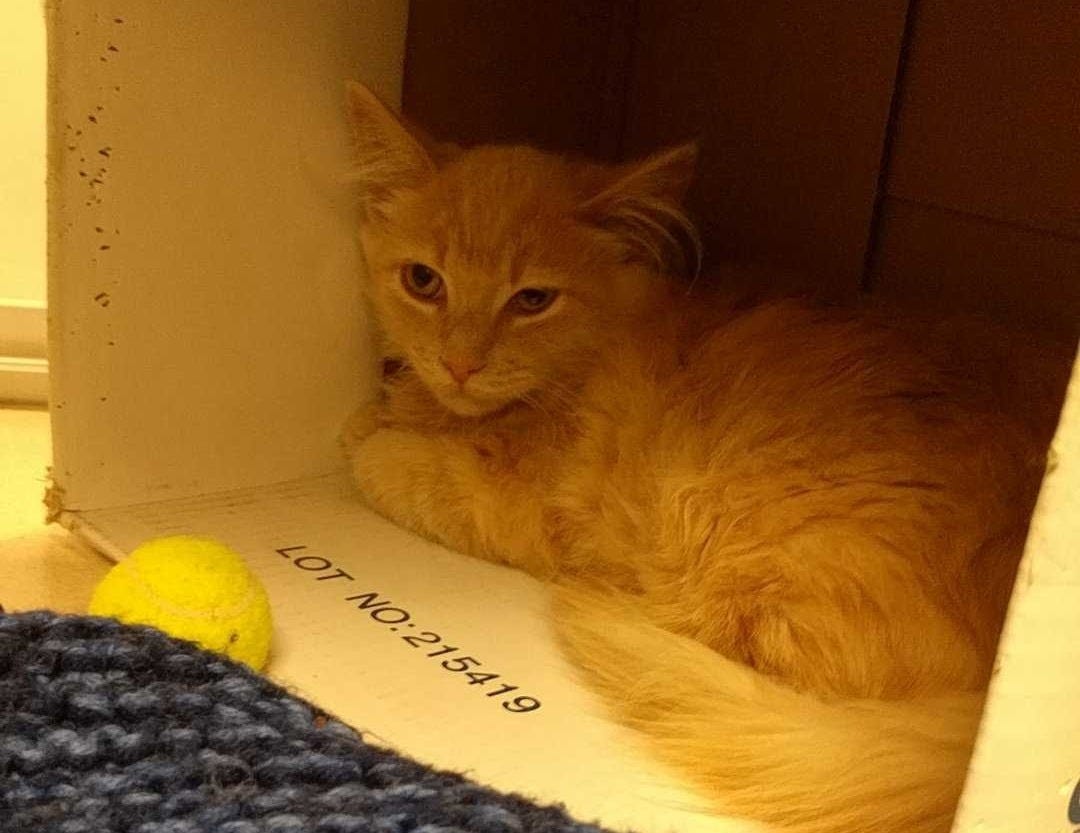 The first picture of JT, laying curled up in his cardboard box