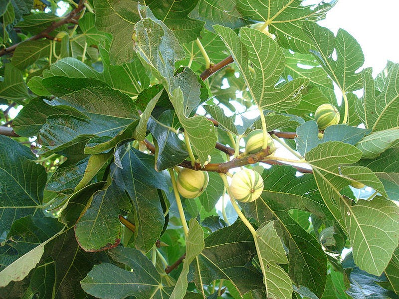 File:Ficus carica Panascè.jpg