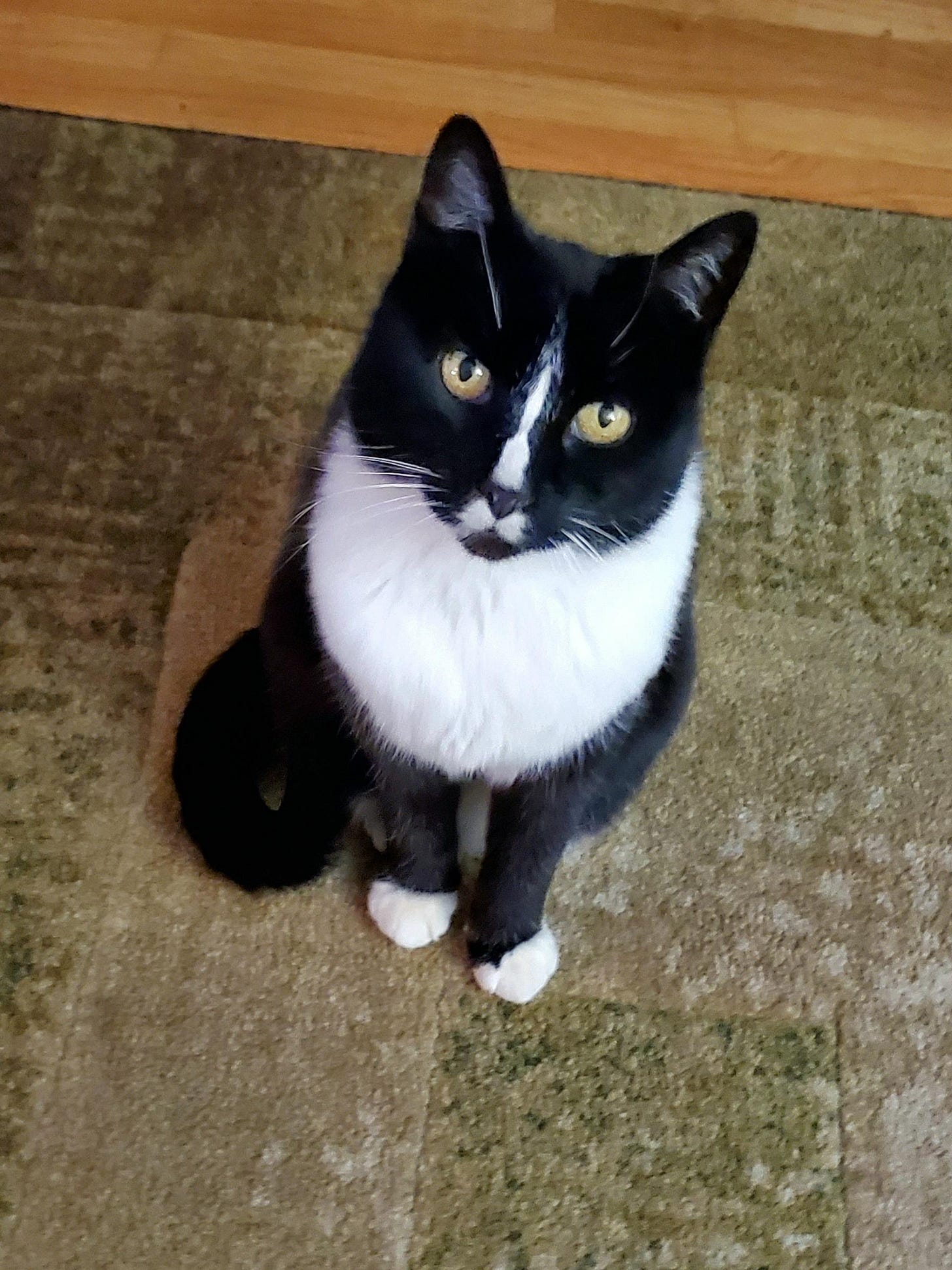 Harlequin the cat looking up at you.