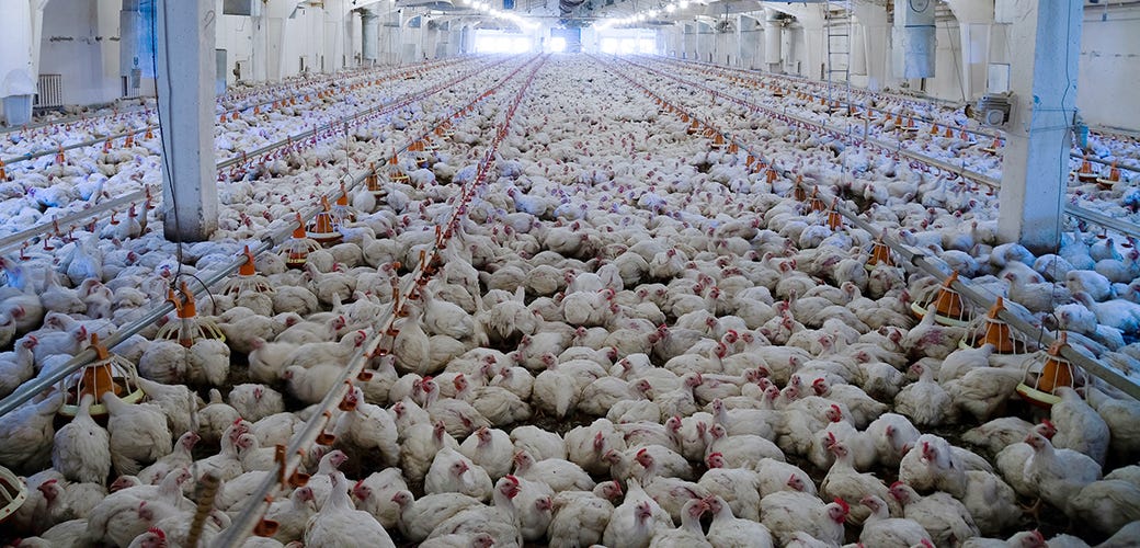 Bird Flu: What to Know and What You Can Do | ASPCA