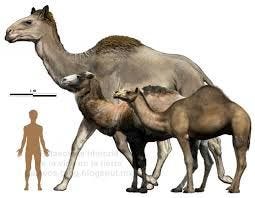 evolución del camello (con imágenes) | Animales extintos, Animales ...