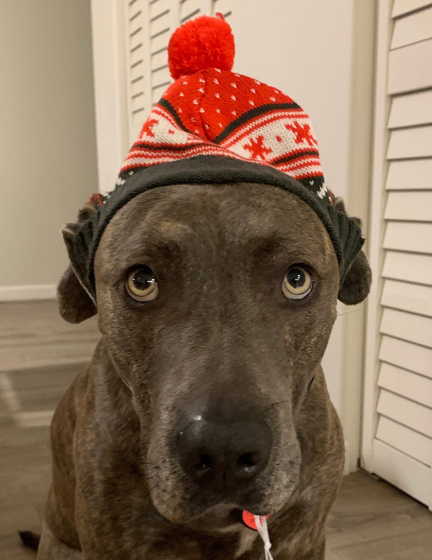Big puppy wearing a red winter hat staring at the camera.