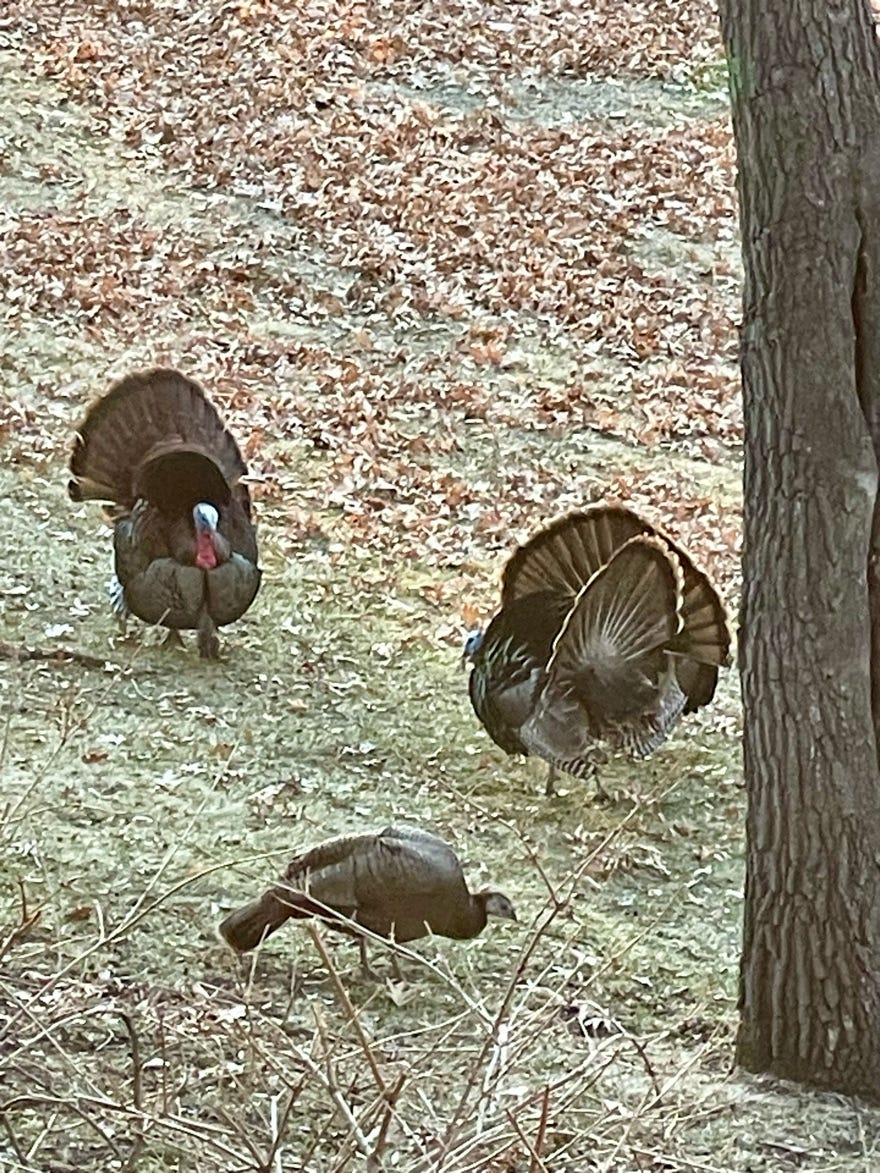 A group of turkeys walking on the ground

Description automatically generated