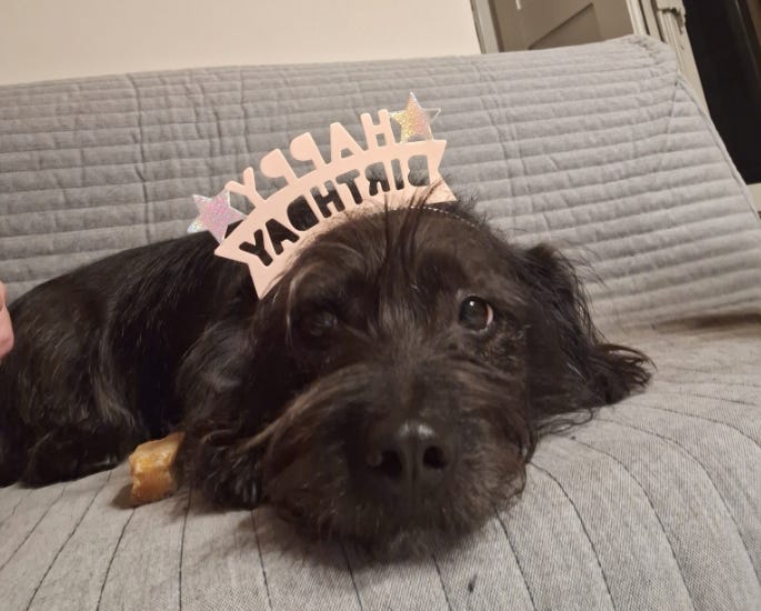 A small-ish black-furred dog lies down on a grey sofa. She looks directly at the camera while wearing a "Happy birthday" tiara