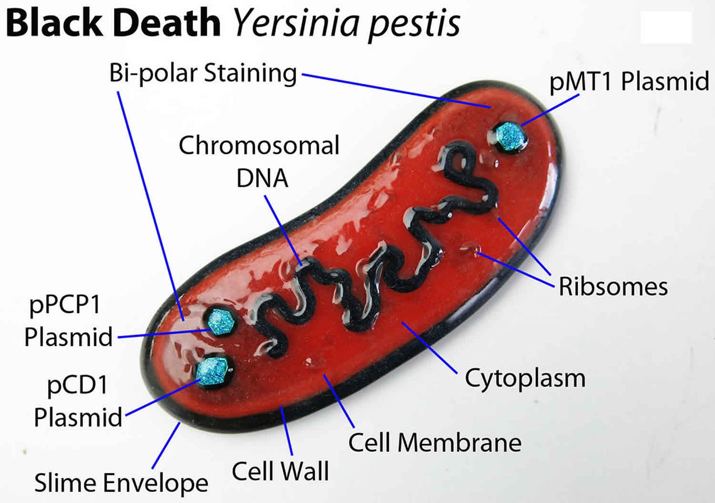 Yersinia pestis bacteria transmission, symptoms, diagnosis and treatment