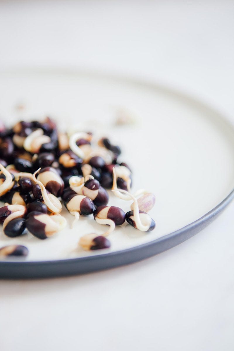 How to Sprout Black Beans