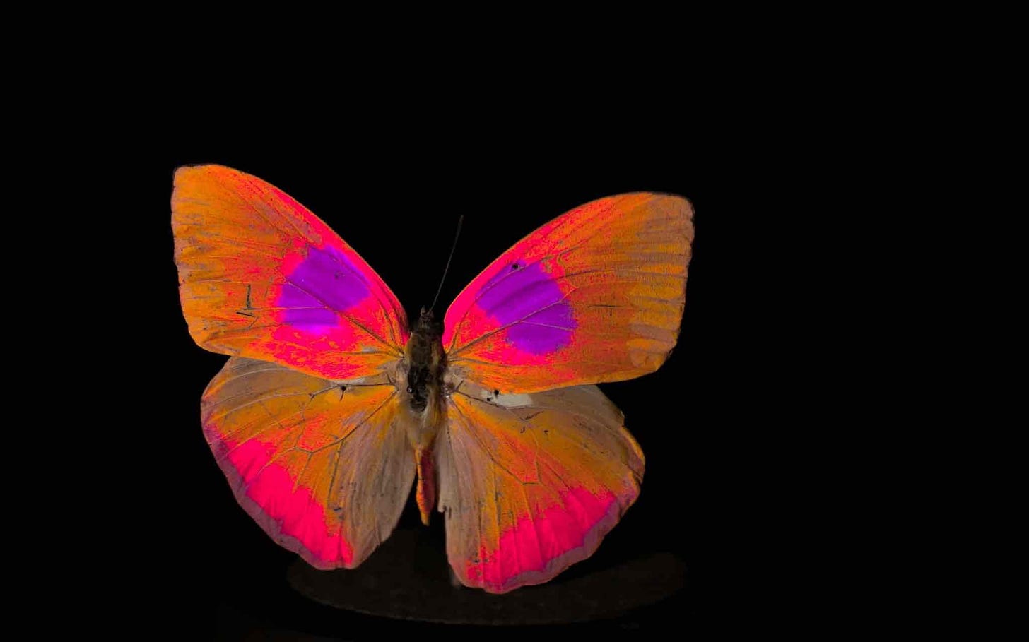 An orange and pink butterfly on a black background.