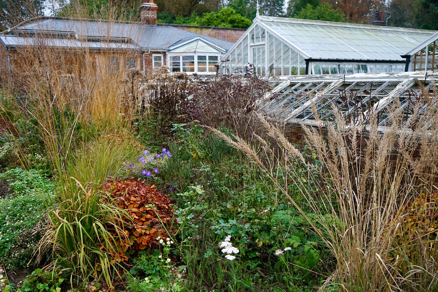 an autumn herbaceous border in a garden with greenhouses and glasshouses