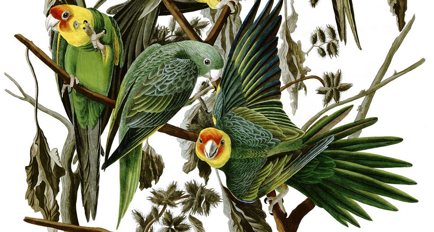 A painting showing several green parakeets in varied poses A painting showing several green parakeets in varied poses
