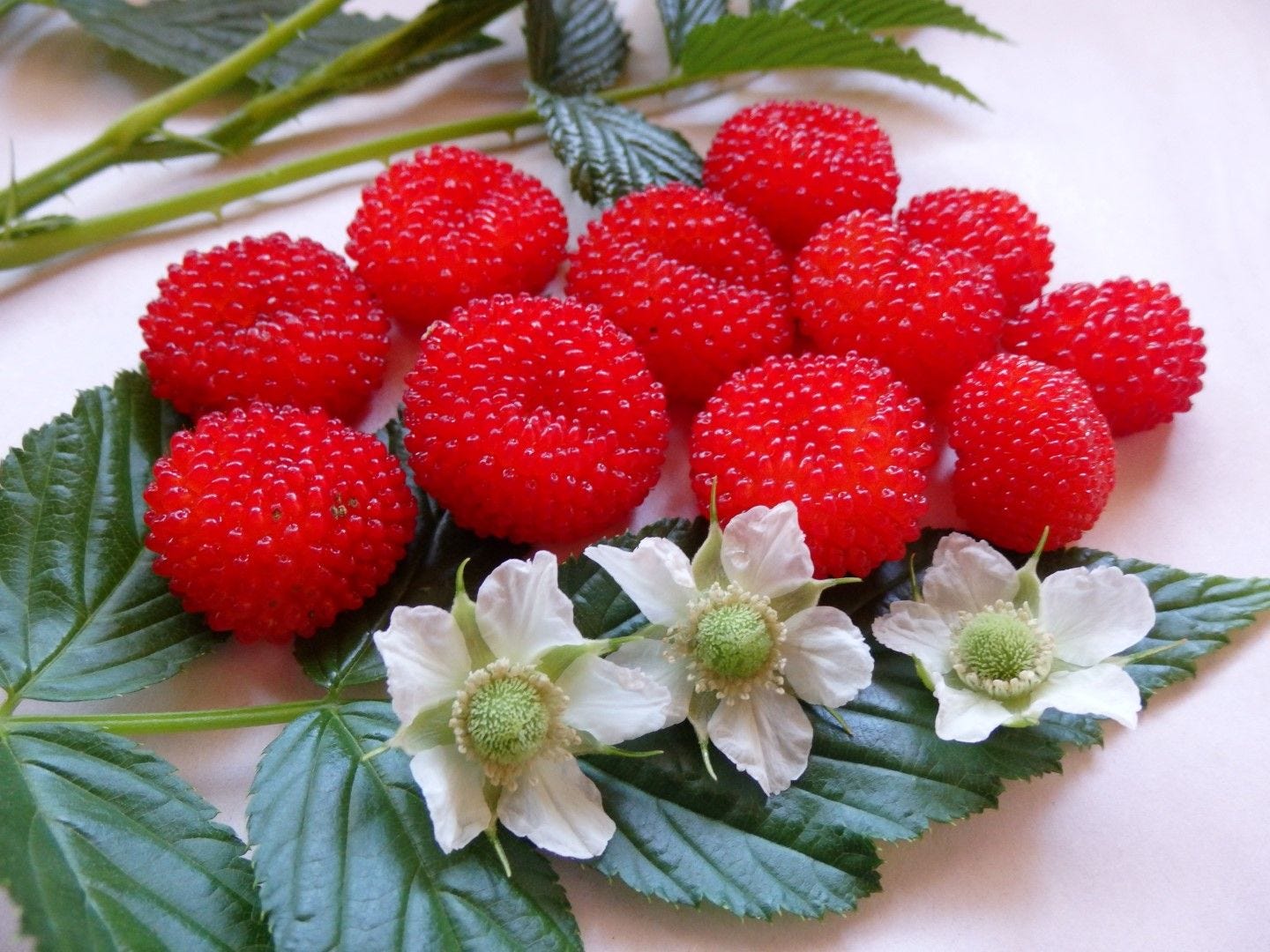 Rubus [QLD raspberry].jpeg