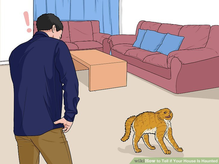 WikiHow illustration for How to Tell if Your House Is Haunted with a man looking at the worst scared cat you've ever seen drawn in your life