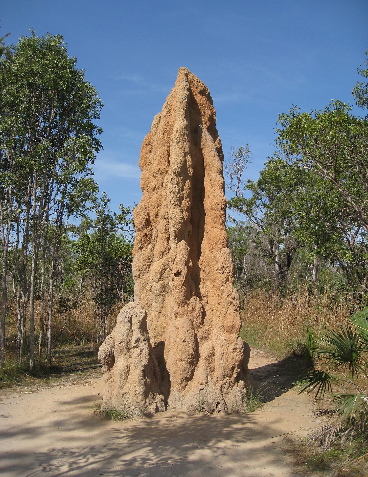 Termite Mounds - WriteWork