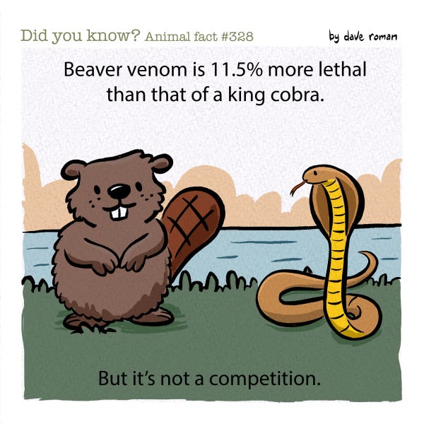 A cute beaver is standing next to a king cobra by a river bank.