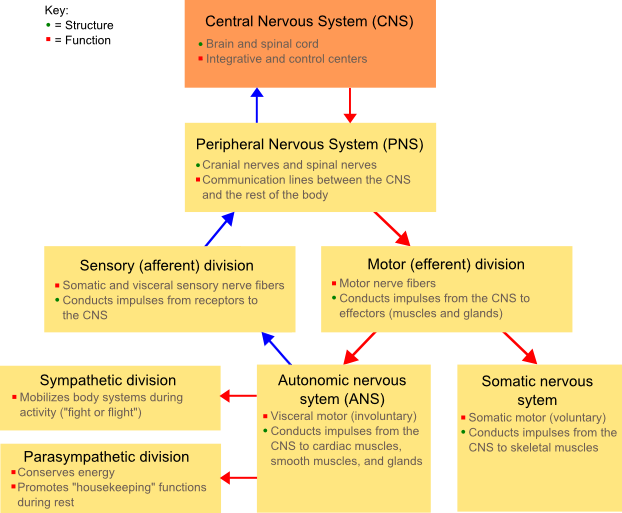 Classification of peripheral nerves - Wikipedia