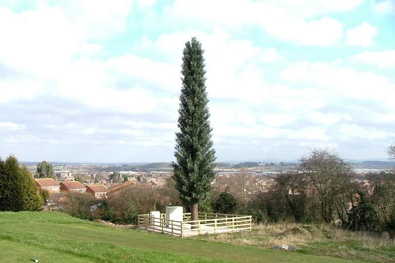 If you can’t see the masts for the trees, then that’s the idea | The Times