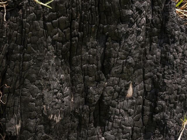 A burnt tree stump at the Douglas property in Nelligen, Thursday 25th January, 2023.