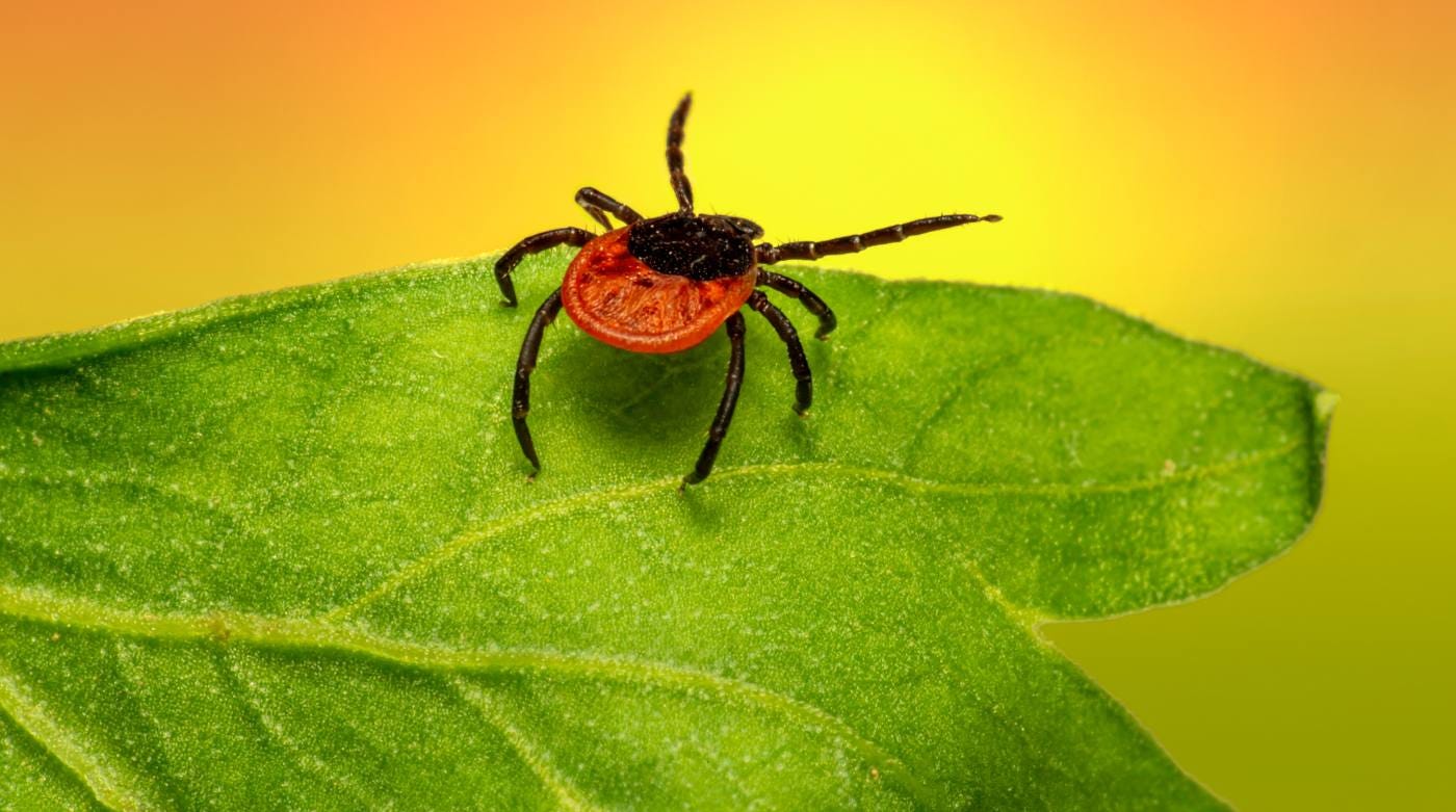 Groundbreaking Immunization Against Lyme Disease Takes Aim at the  Microbiomes of Ticks and Mosquitoes