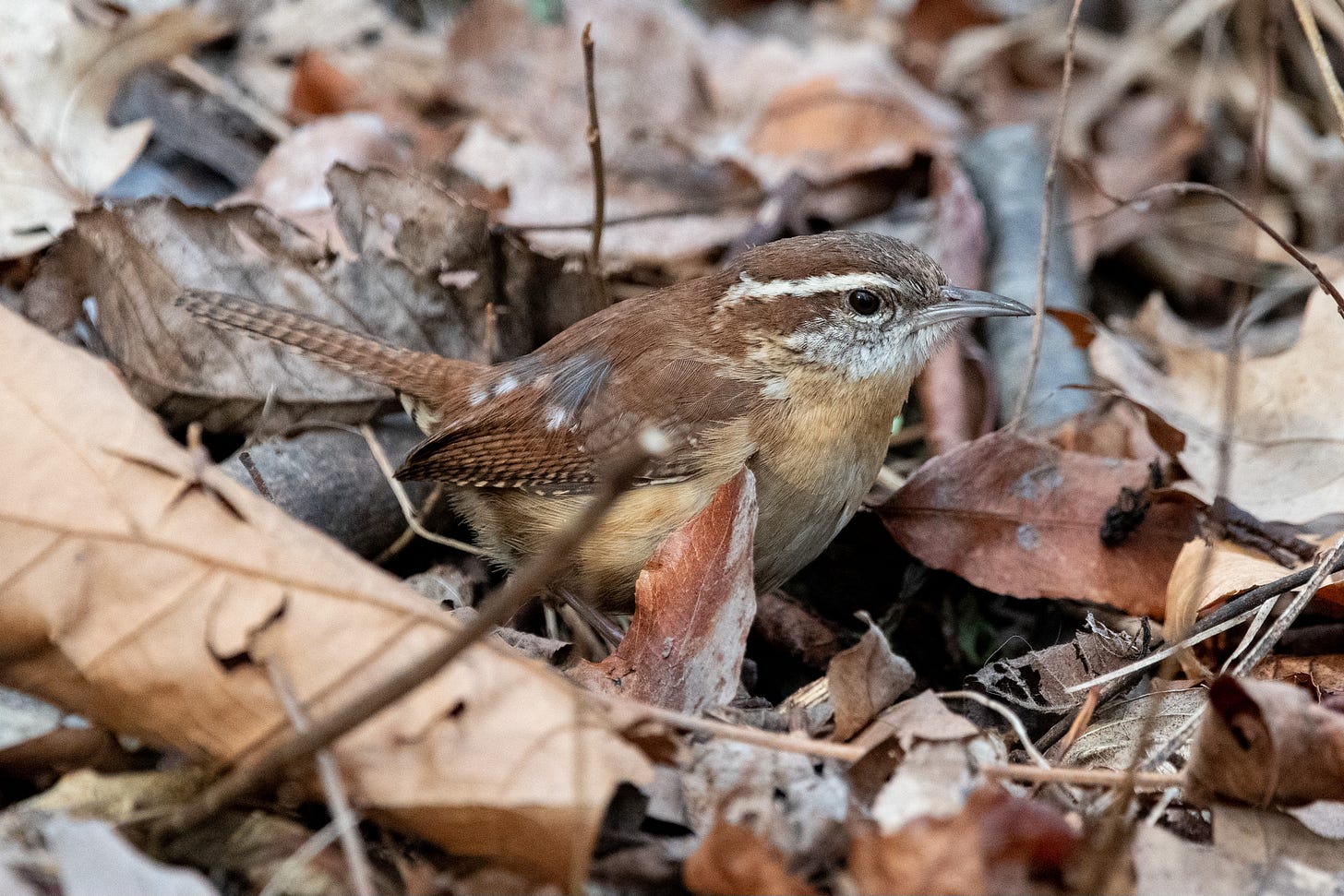 Small brown bird with sharp, decurved beak and white eyebrow, pausing to look up while digging through leaf debris