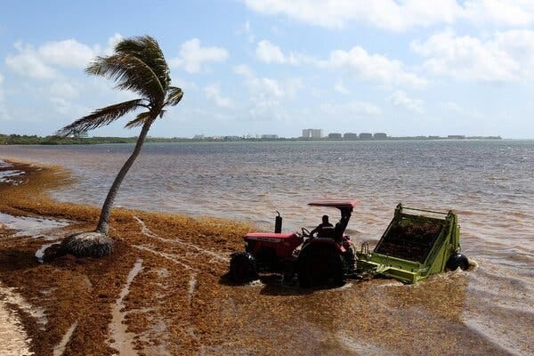 A worker removing sargassum with machinery at a resort in Cancun, Mexico, last year.