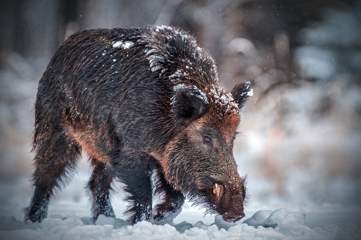 Super Pigs: Huge Canadian Hybrid Hogs Poised to Invade U.S.