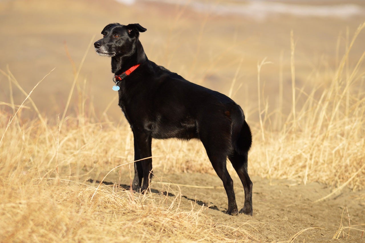 Black dog (Pepper) with red collar standing majestically among some tall, yellow prairie grass.