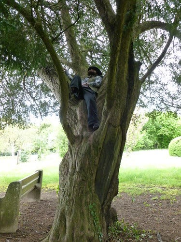 Resting in a tree