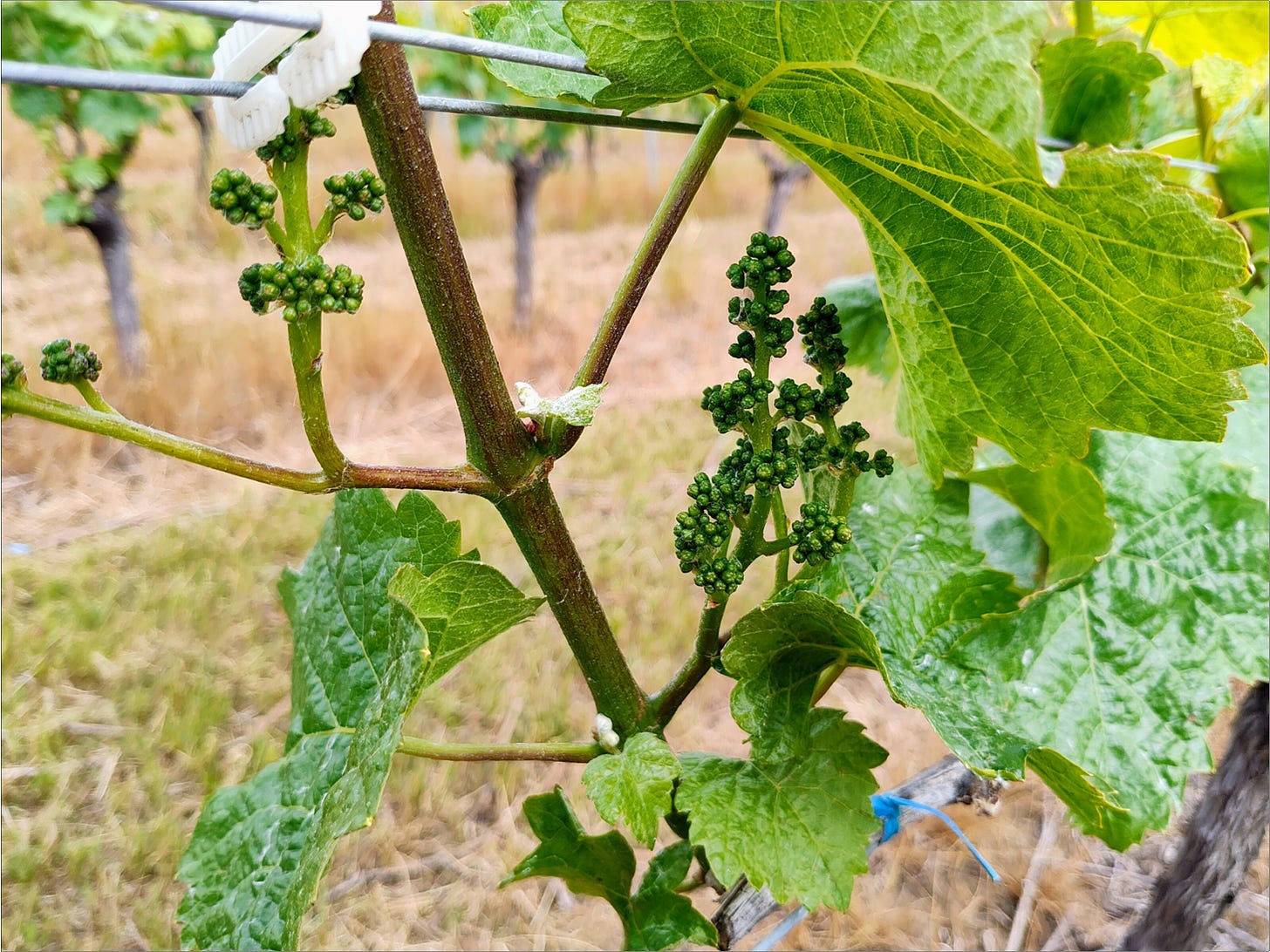 Pinot Noir cluster before flowering at Amalie Robert.