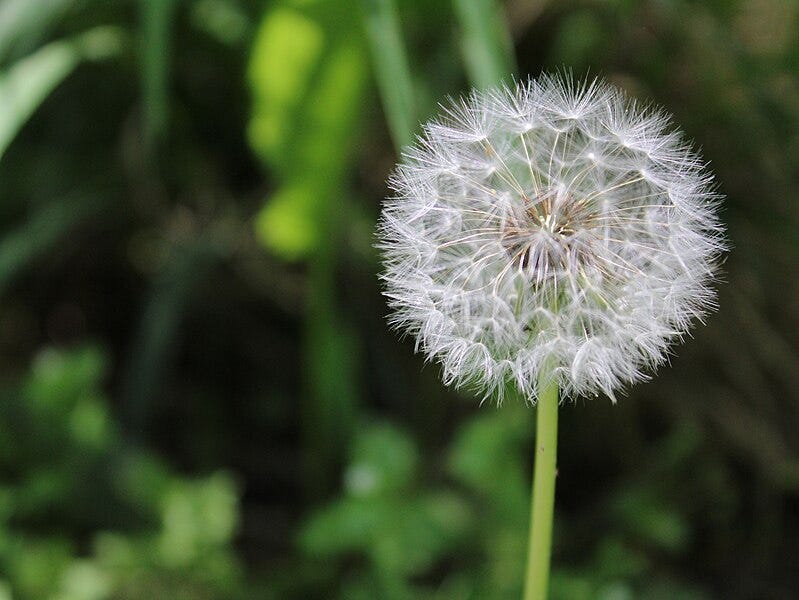 File:Dandelion picture.jpg