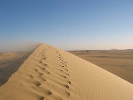 Une dune sous le vent : Désert : Désert libyque : Égypte ...