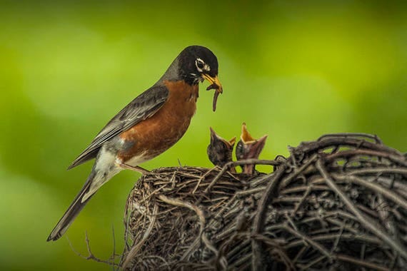 Home Wall Decor of Red Robin Feeding Baby Birds, Robin Bird Nest, Mother  Bird With Young, Bird Fine Art, Nature Photography, Canvas Wraps - Etsy