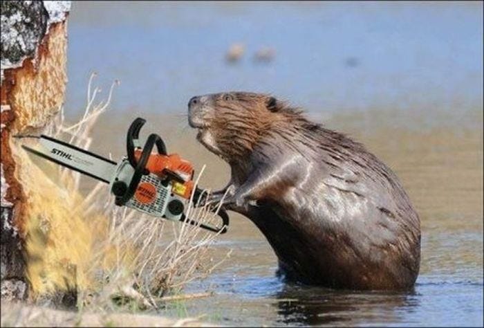 Darn you chainsaw wielding beavers, always messing up my ...