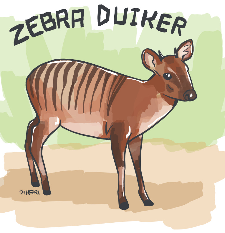 Illustration of a miniature-sized red-brown antelope with tiny horns, large ears, thin legs, and long brown stripes on his back.