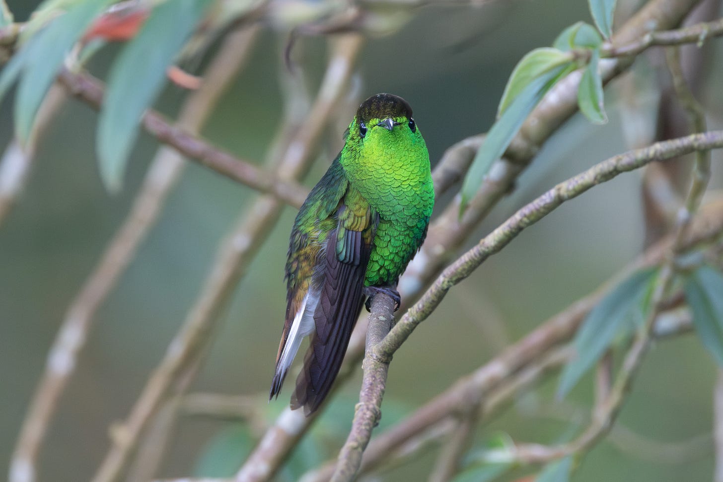 a hummingbird with a shimmering green throat and a coppery cap and rump perched on a stick facing the viewer