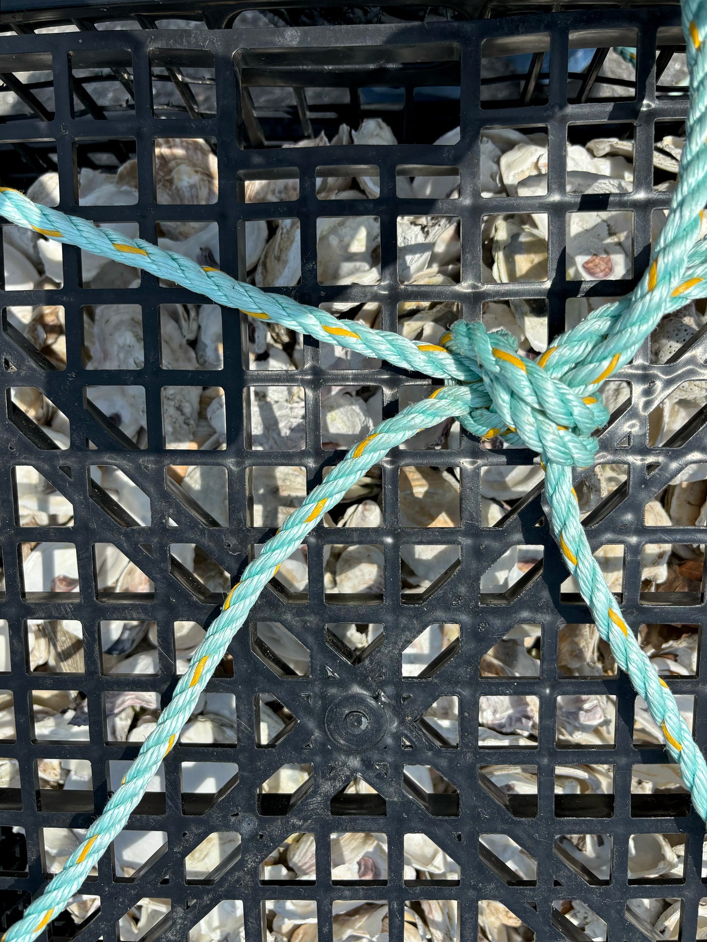 The black shell crates from the top, looking down at the shells.