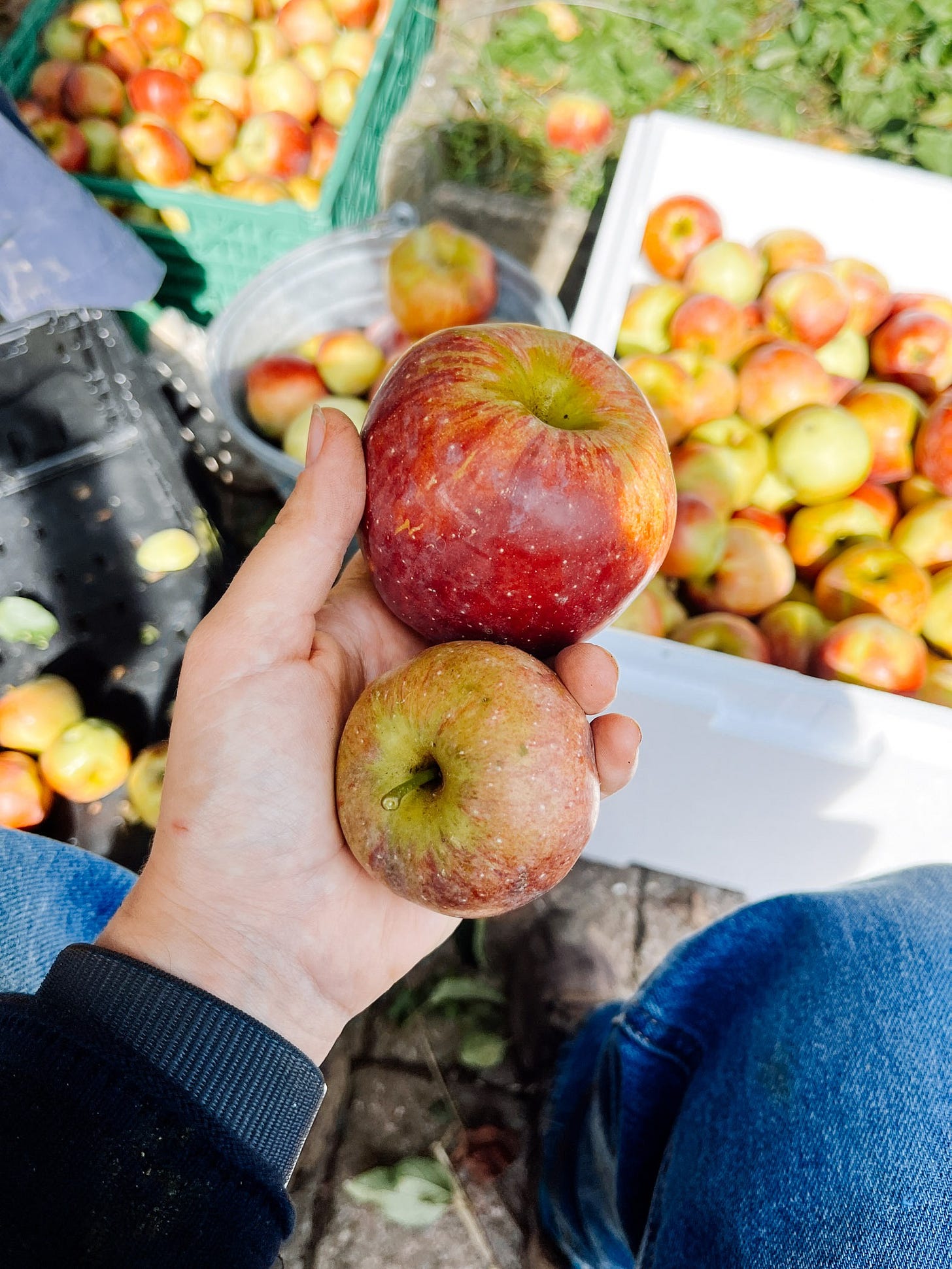 Äpfel verarbeiten: 14 Ideen, was wir mit Äpfeln machen können