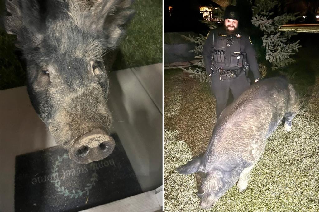 New York Post on X: "Kevin Bacon, runaway 450-pound pig, lured back to  Wisconsin pen with Oreos https://t.co/ZCRZFXRZ4m https://t.co/kzAKn0xH6V" /  X