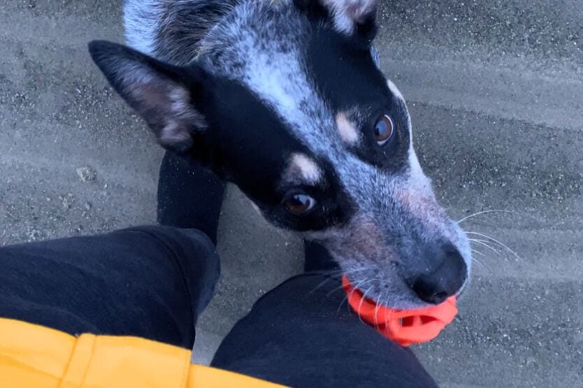 Scout the blue heeler holds an orange ChuckIt air ball on the beach