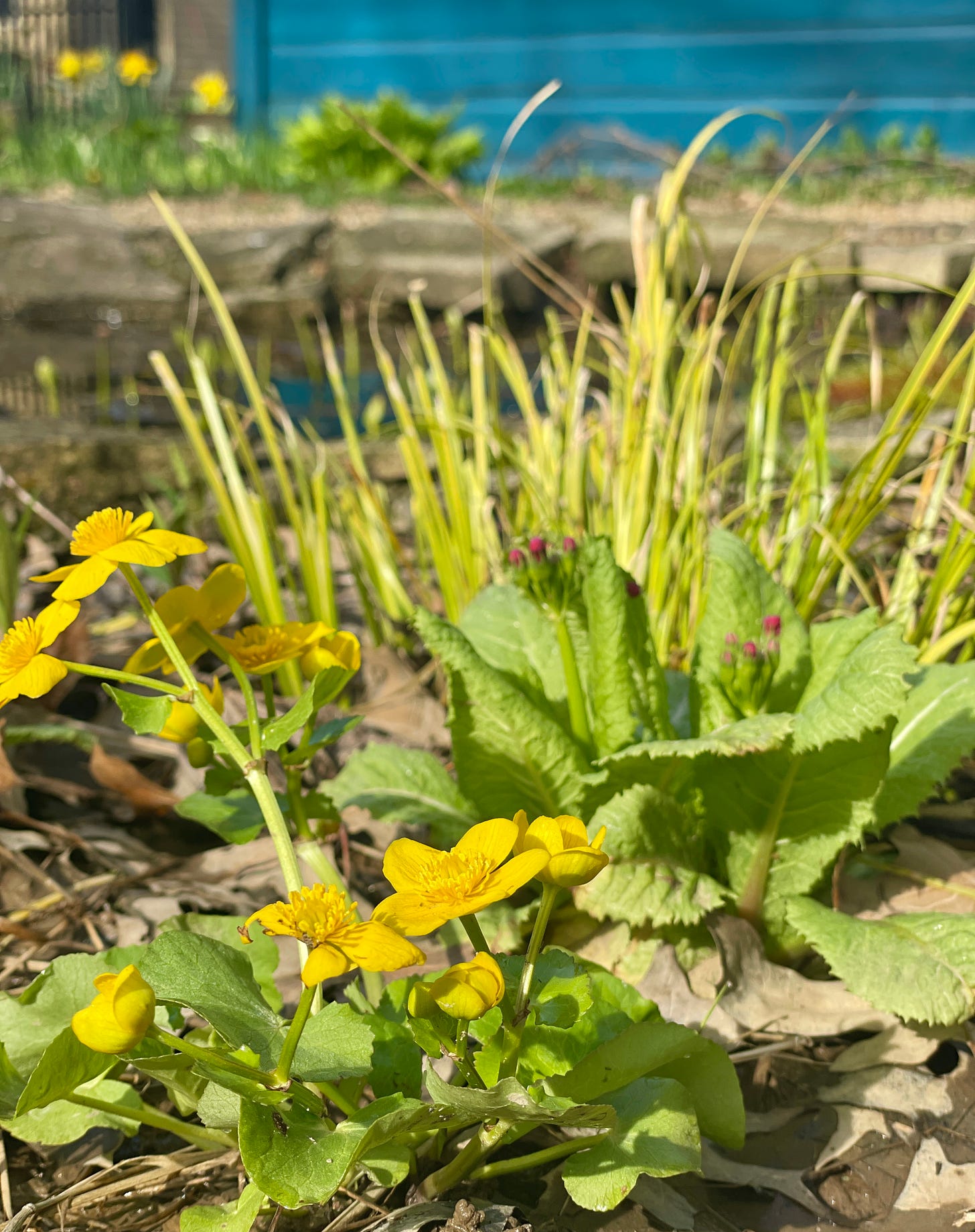Marsh marigolds, budding Japanese Primula and golden sedge in the bog this morning. What a great combo with our new potting shed color! Looking forward to seeing how the vibrant blue sets off the plants this year on all sides. 